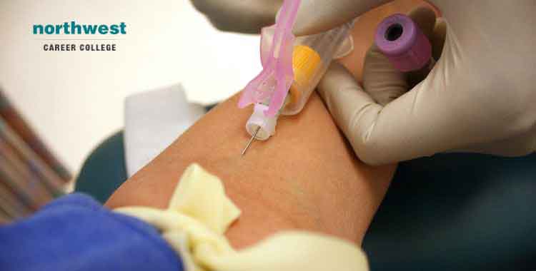 Phlebotomist using needles to collect blood sample