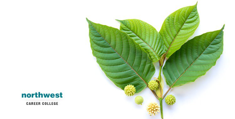 leaves of kratom flowers